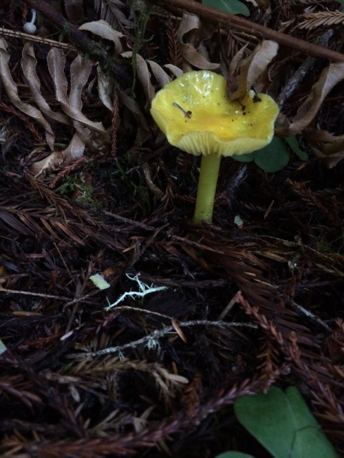 How adorable is this Hygrocybe?