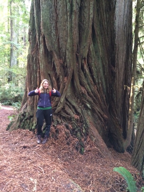 Claire next to a really big redwood