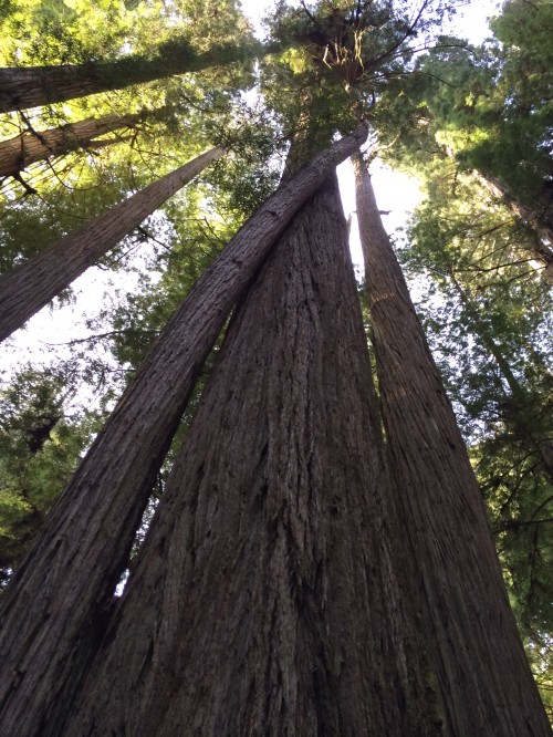 How beautiful and amazing are redwoods?