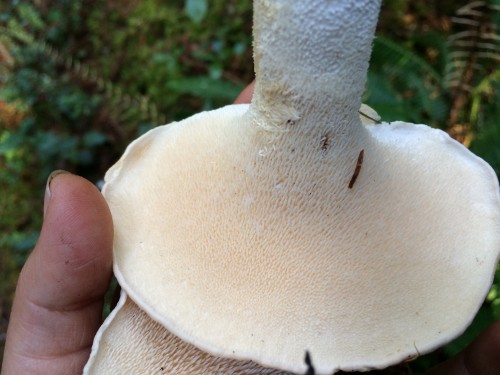 Let's check underneath to make sure - yes, I see teeth - yes, mushrooms have teeth sometimes, how cool is that?