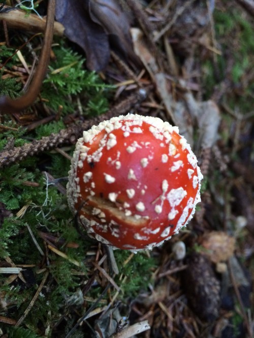 Don't eat these unless you want to be vomiting all night, but how gorgeous is an Amanita muscaria?