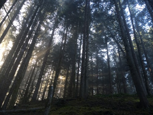 The light through these conifers was just too much - I didn't want to leave!