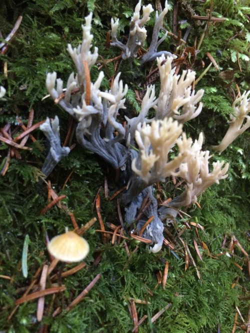 Bet you didn't know that mushrooms came shaped like corals? These clavulinas are so pretty. 