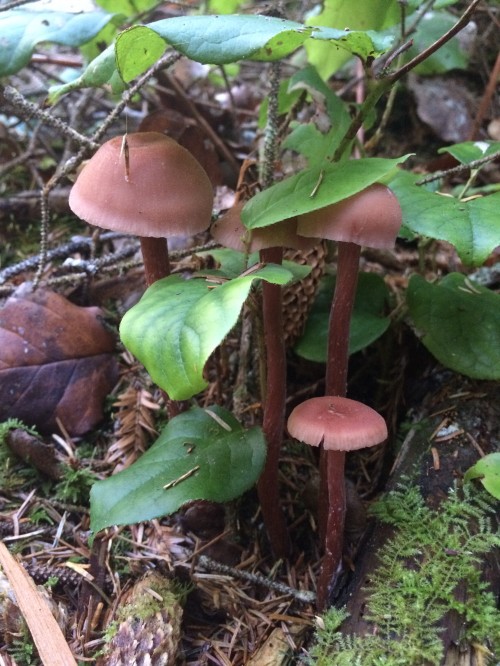 If you didn't like mushrooms before, I bet you can't deny how charming these Laccarias are, right?