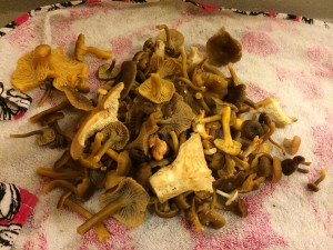 wild mushrooms collected from the redwood forests: two species of chanterelles and two species of hedgehogs