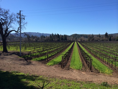 Vineyards in Sonoma county. How lucky am I to live in northern California??