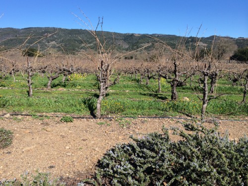 vineyards at Valley of the Moon