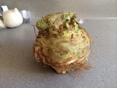 Celeriac, a variety of celery with a bulbous hypocotyl.