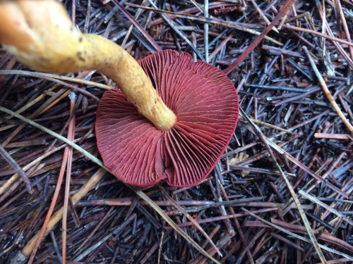 Gorgeous red gills of a Dermocybe