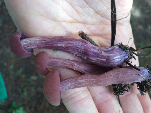 Gorgeous lilac Laccaria amethysteo-occidentalis