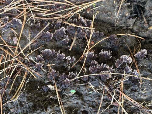 Bet you didn't know this was a mushroom! Thelephora terrestris - most common ectomycorrhizal fungus in Pt Reyes!