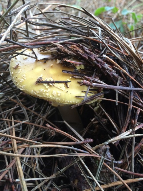 more Amanitas poking their heads out of the duff