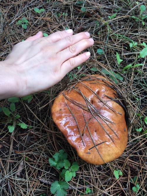 There were giant Suillus pugens the size of Rachael's hand everywhere!