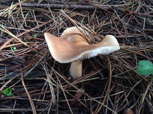 Cool wavy cap of a Rhodocollybia