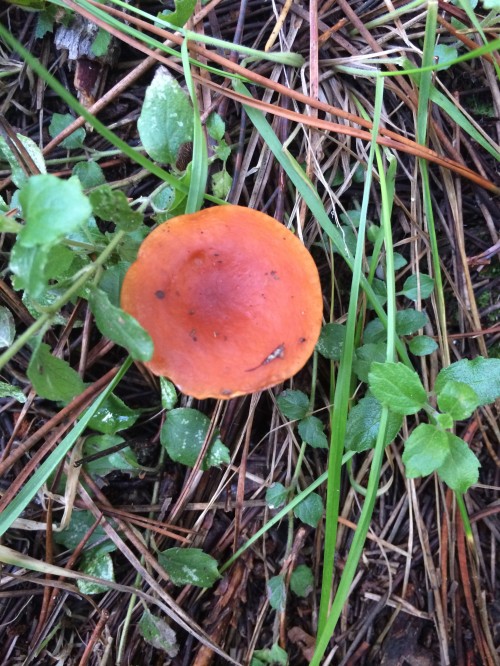 Lactarius - these ones exude milky latex!