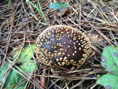 Amazing Amanita franchetii