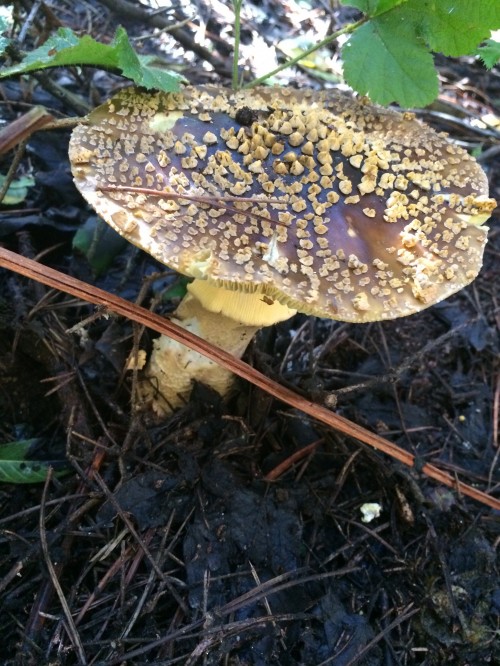 Tons of Amanita franchetii were out!