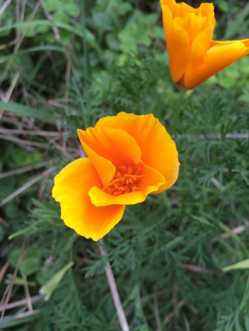 California poppies!