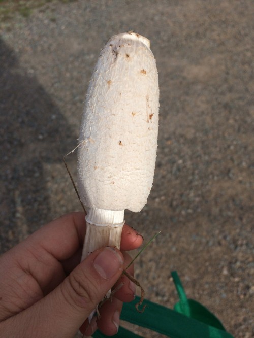 Finally an edible - Coprinus comatus - the shaggy mane!