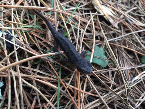 Cute newt crossing the trail