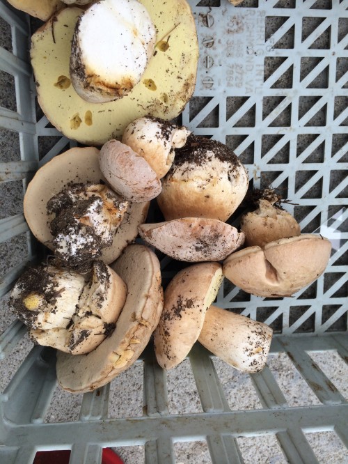 Boletus barrowsii 