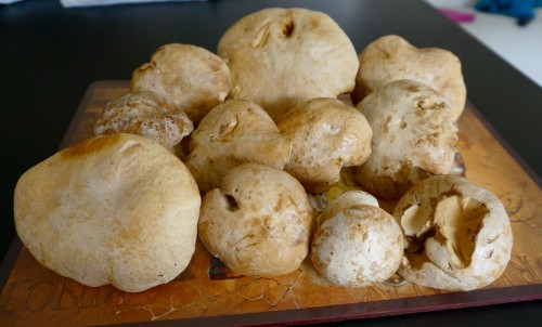 Boletus barrowsii caps