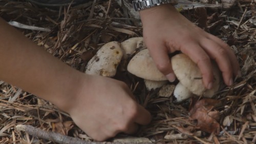 Picking porcinis on UC Berkeley's campus