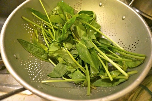 Sorrel leaves