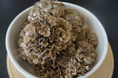 Maitake Frondosa 