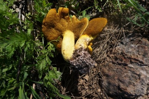 Suillus granulatus. Would you want to eat it?