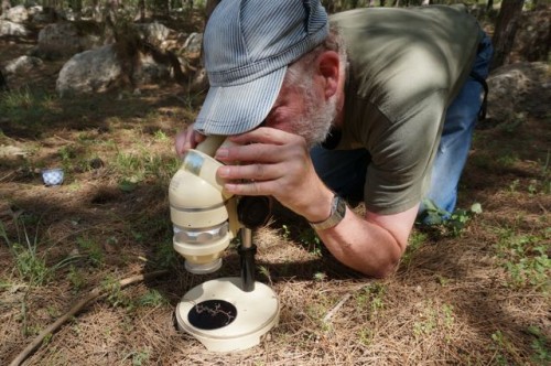 Tom using a traveling dissecting scope to look for mycorrhizal root tips in the woods