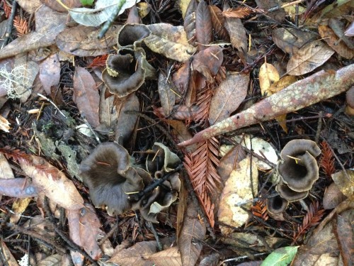 Can you see the black trumpet mushrooms in this photo?