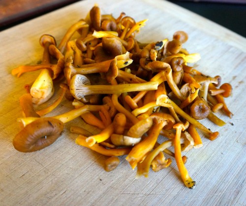 yellowfoot AKA winter chanterelles