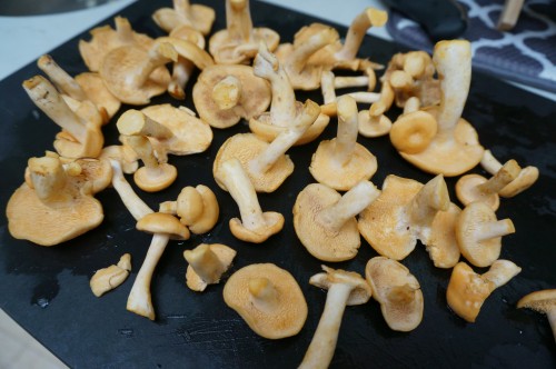 Check out the spiny teeth on un the underside of these beautiful hedgehog mushrooms!