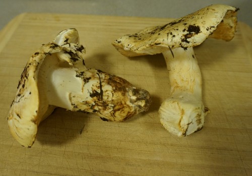 Matsutakes 