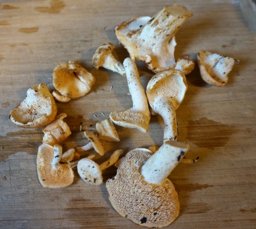 Hedgehog mushrooms have teeth!