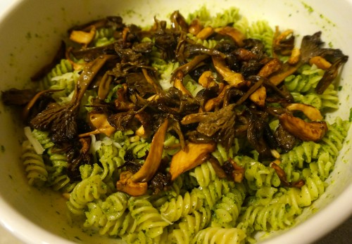 Pesto pasta with hedgehog and yellow foot chanterelles on top.