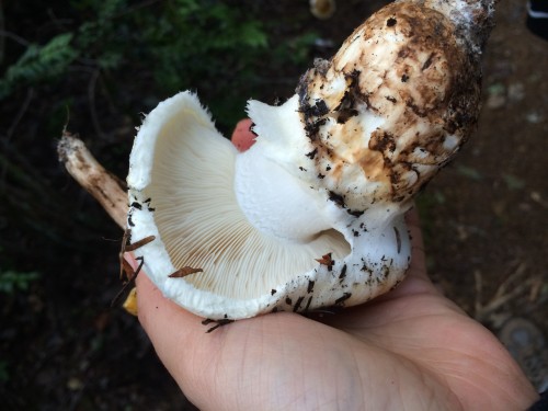 The American Matsutake: Tricholoma magnivelare