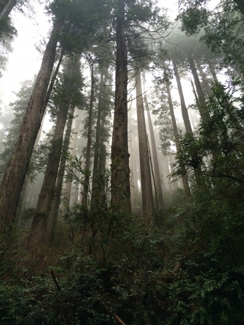 Majestic giant redwoods in Redwood National Park