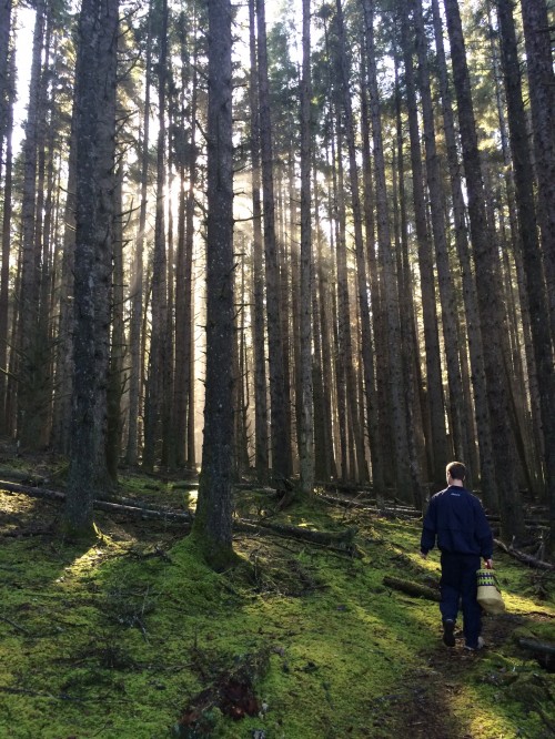 Taking a walk through 'mushroom heaven' in Humboldt