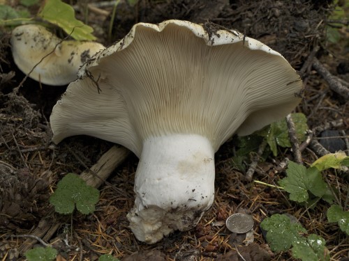 Giant Russula brevipes