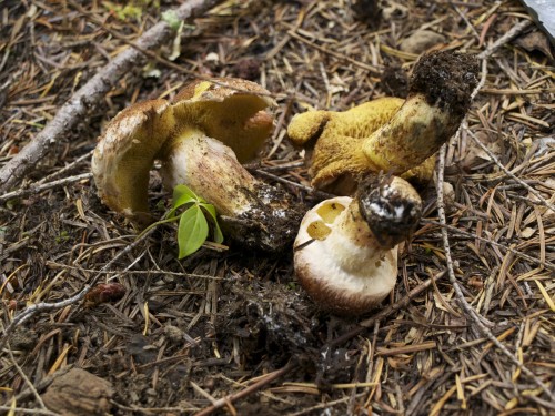 Suillus lakei