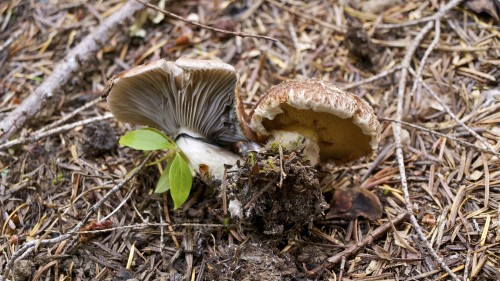 Gomphidius subroseus and Suillus lakei