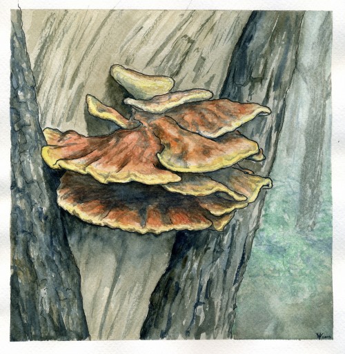 Gorgeous Laetiporus water color by Roo Vandegrift; source: https://www.flickr.com/photos/werdnus_roo/11058420284/