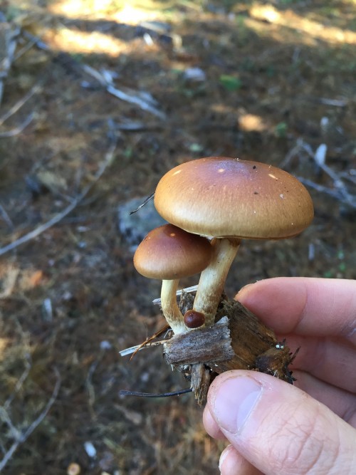 Pholiota velaglutinosa