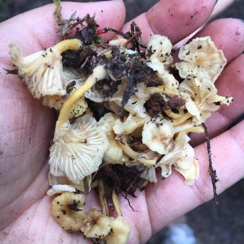 chanterelles a cukorbetegség kezelésében